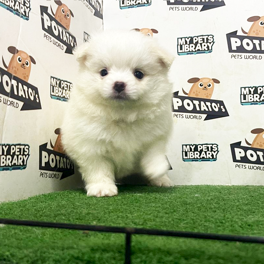 Pomernaian Puppy (Female) For Sale