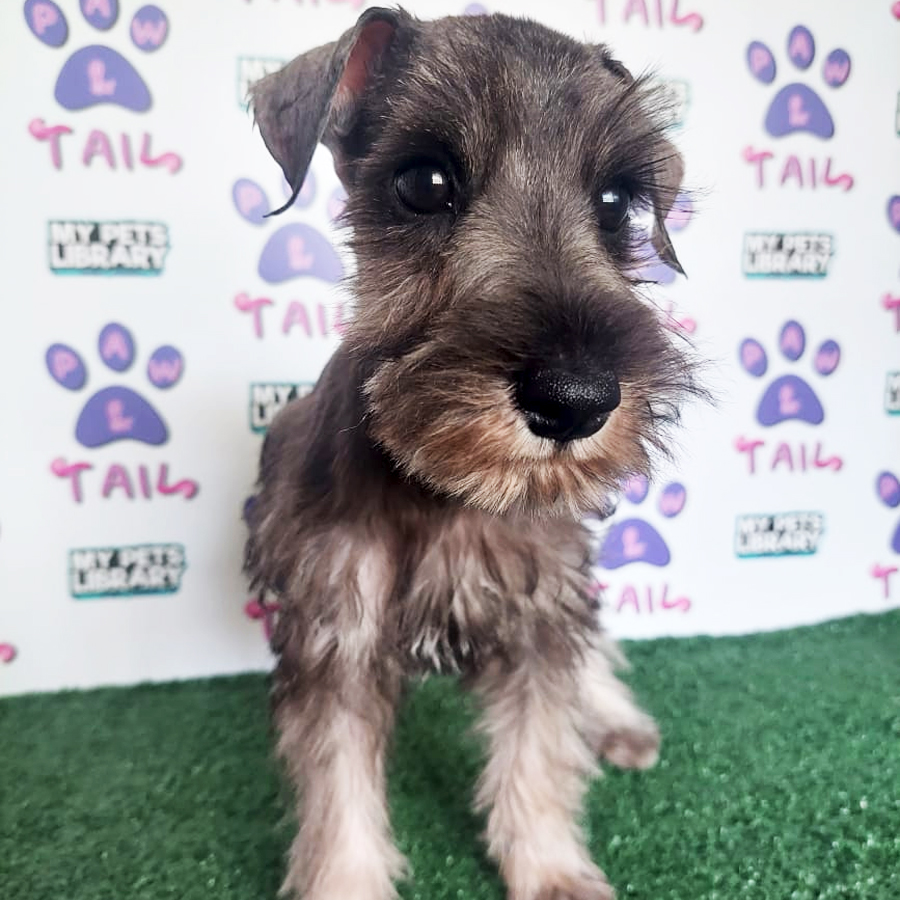 Miniature Schnauzer Puppy (Male) For Sale