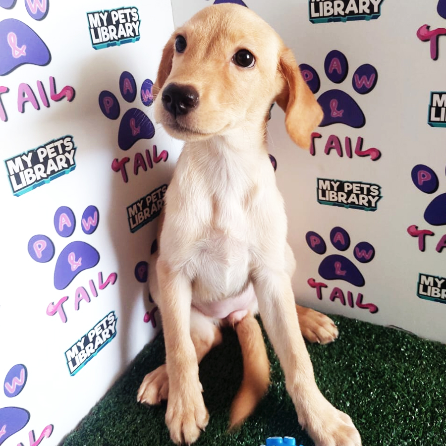 Labrador Puppy (Female) For Sale
