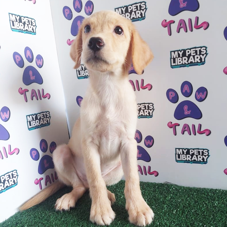 Labrador Mix Golden Retriever Puppy (Male) For Sale