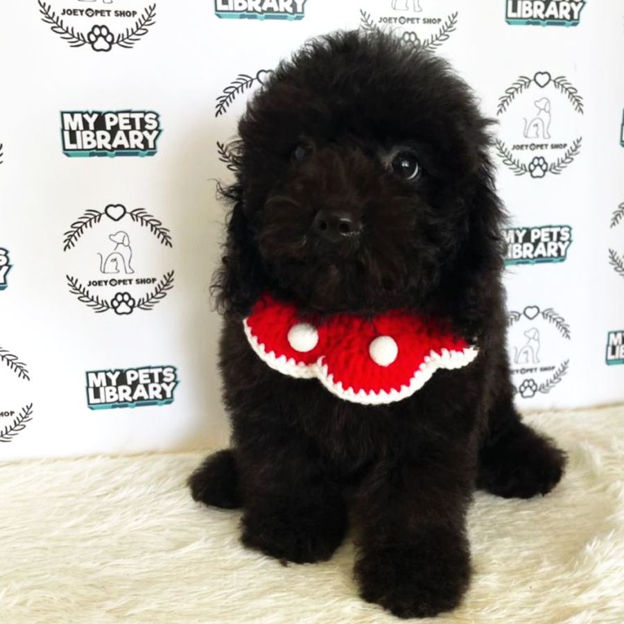 Miniature Poodle Puppy (Female) For Sale