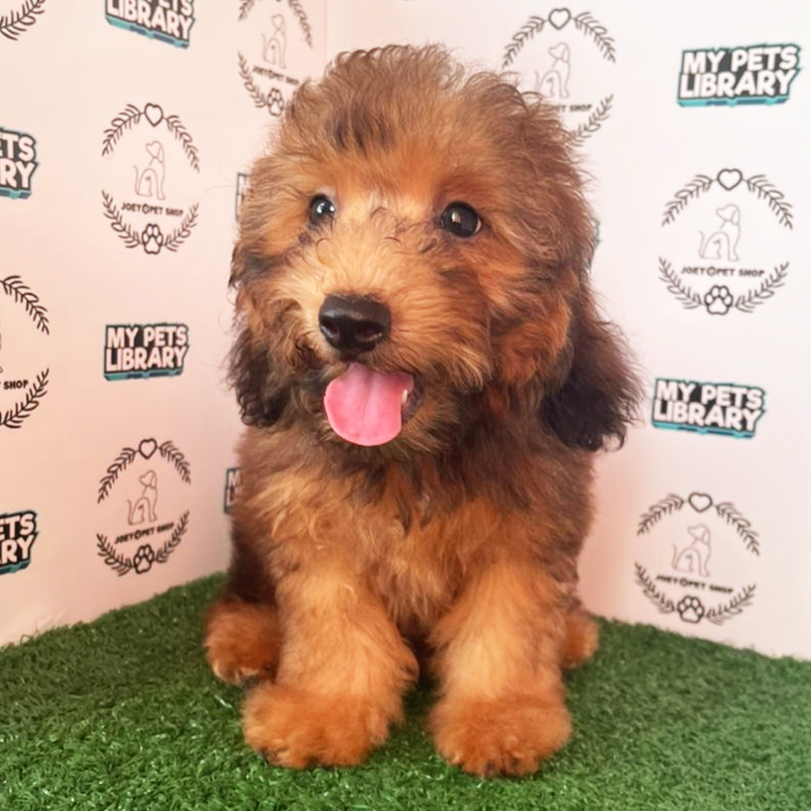 Miniature Poodle Puppy (Female) For Sale