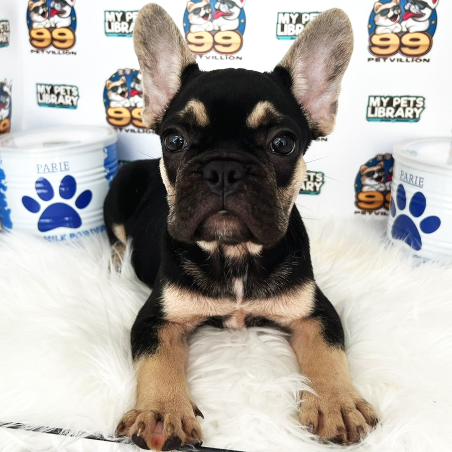 French Bulldog Puppy (Male) For Sale