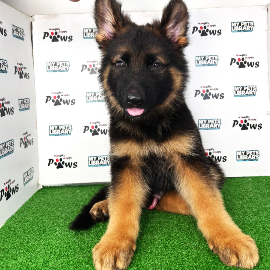 German Shepherd Puppy (Male) For Sale