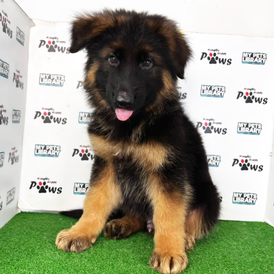 German Shepherd Puppy (Male) For Sale