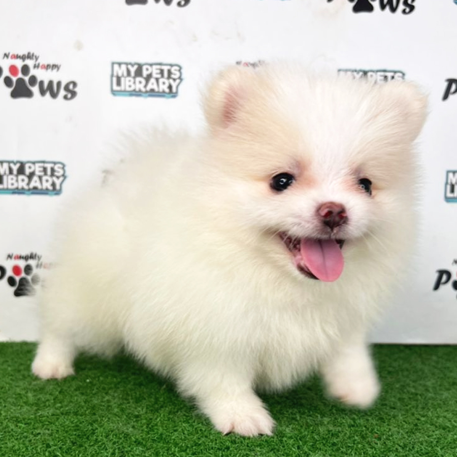 Pomeranian Puppy (Male) For Sale