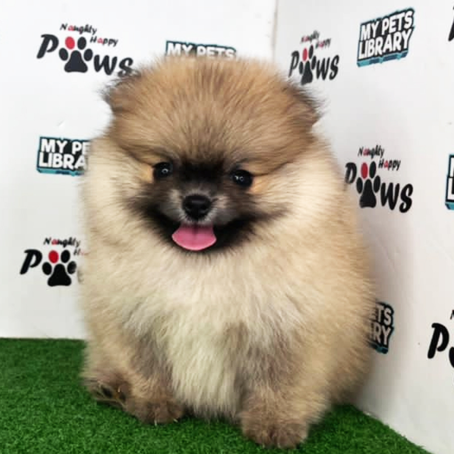 Pomeranian Puppy (Female) For Sale