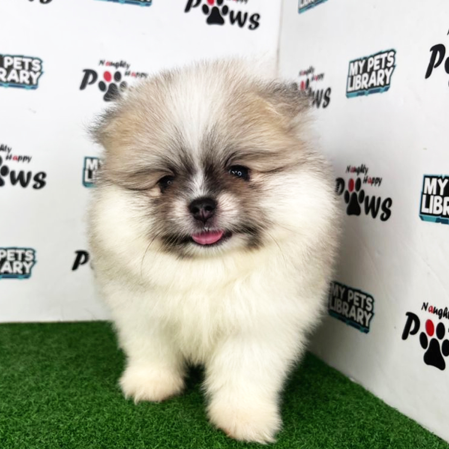 Pomeranian Puppy (Male) For Sale