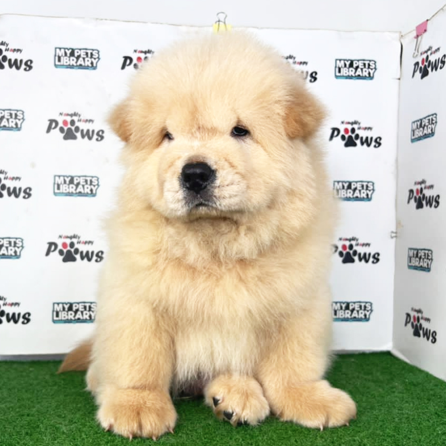 Chow chow Puppy (Male) For Sale