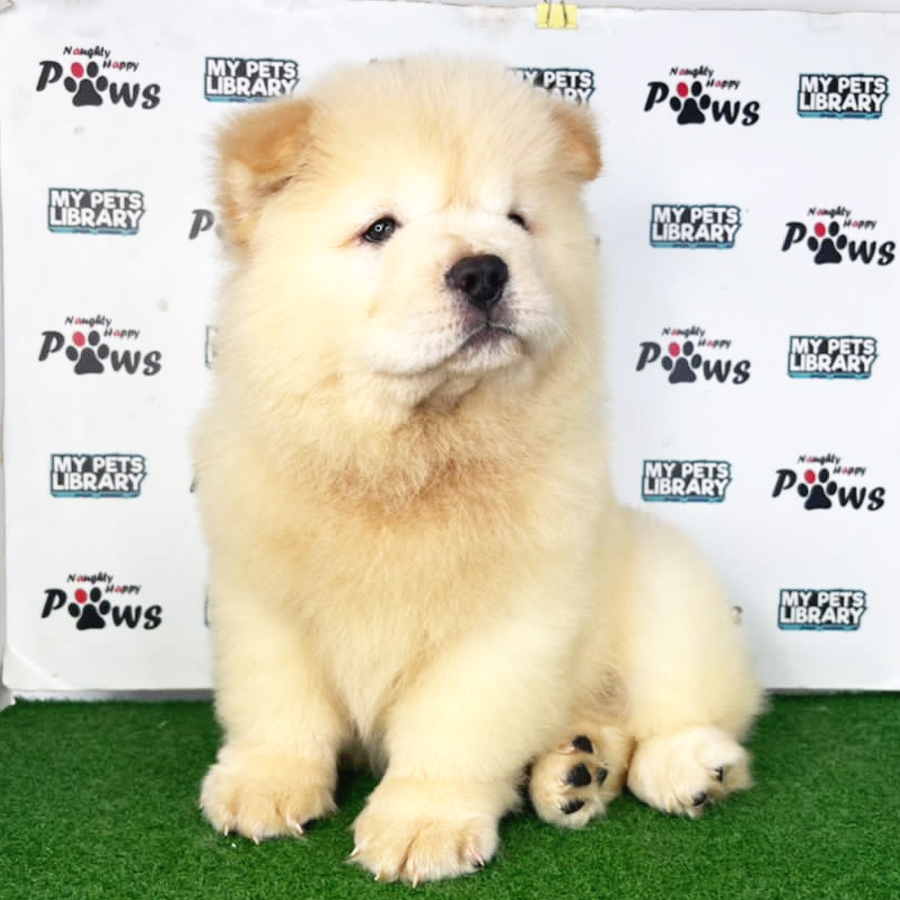 Chow chow Puppy (Male) For Sale