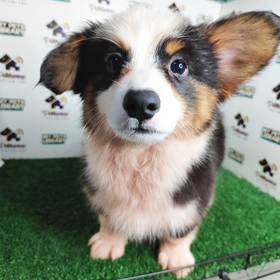 MKA Welsh Corgi Puppy (Female) For Sale