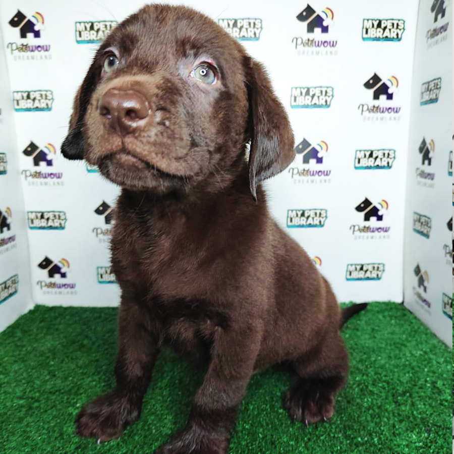 MKA Labrador Puppy (Male) For Sale