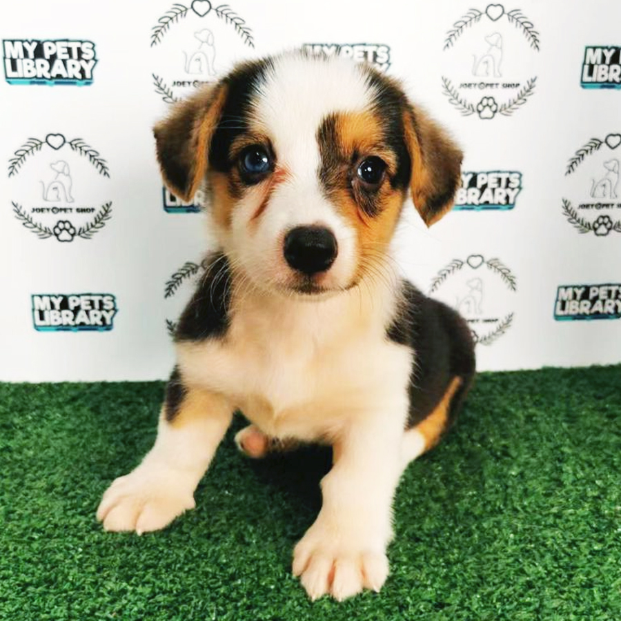 Corgi Puppy (Female) For Sale