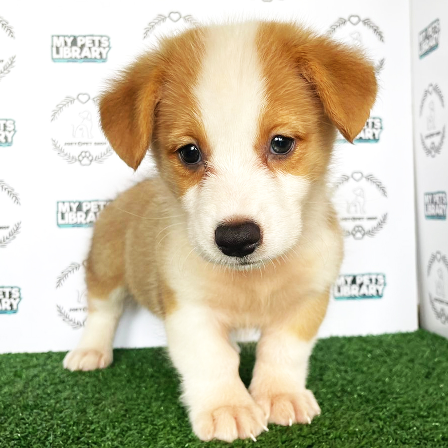 Corgi Puppy (Male) For Sale