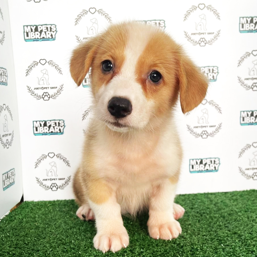Corgi Puppy (Female) For Sale