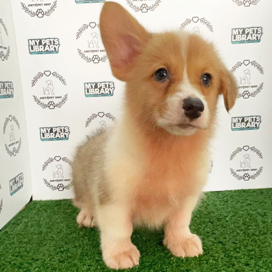 Corgi Puppy (Male) For Sale