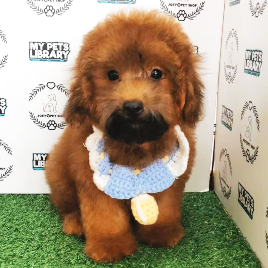 Miniature Poodle Puppy (Male) For Sale