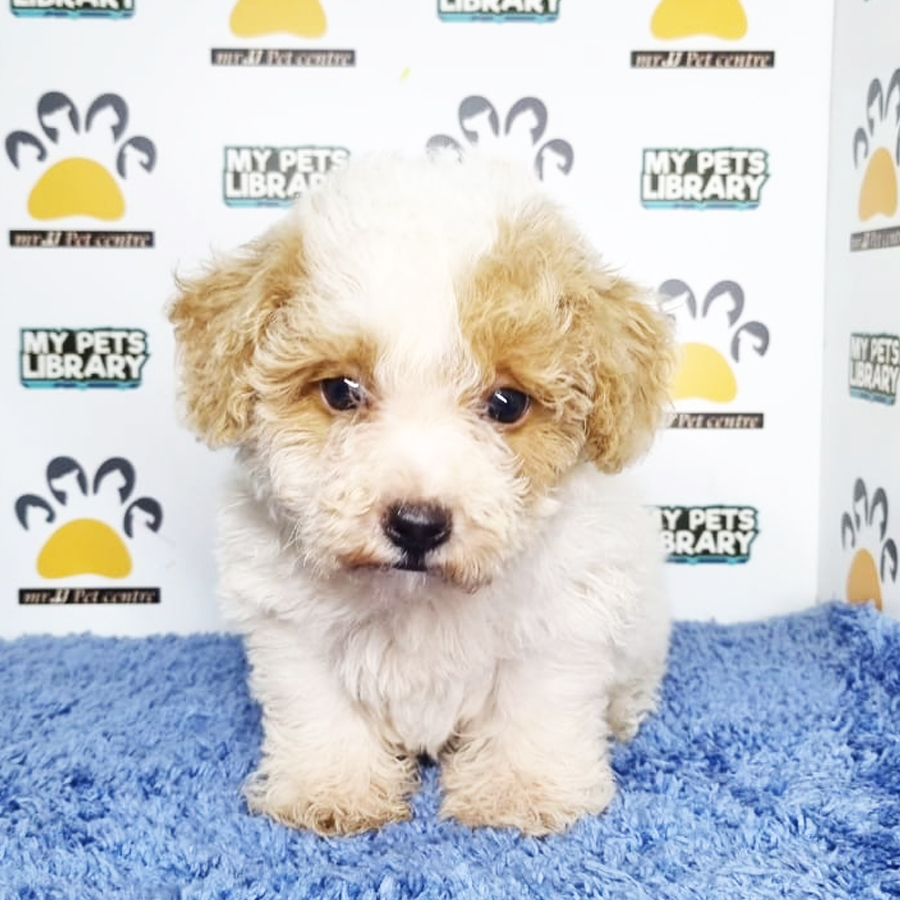 Toy Poodle Puppy (Male) For Sale