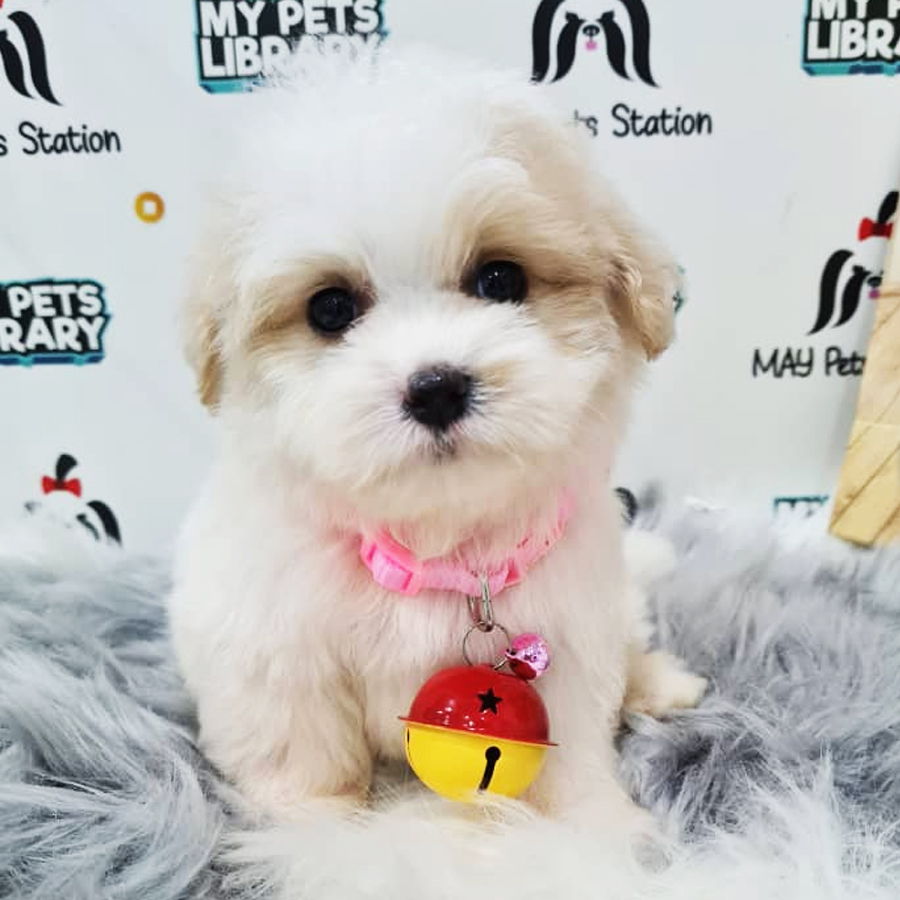Maltipoo Puppy (Female) For Sale