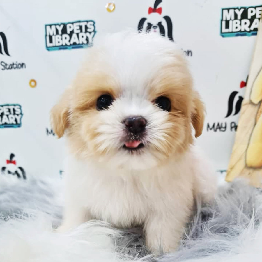 Maltipoo Puppy (Male) For Sale