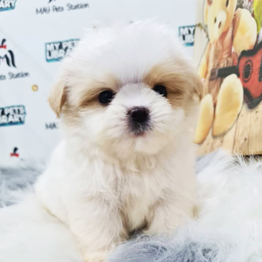 Maltipoo Puppy (Male) For Sale