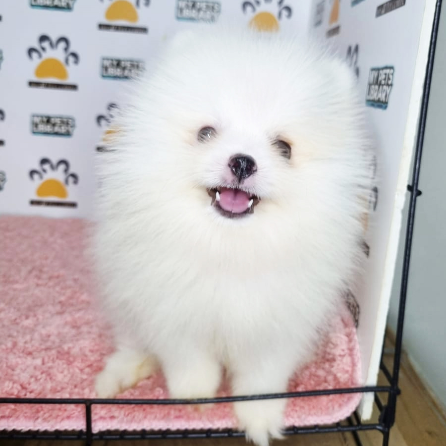 Pomeranian Puppy (Female) For Sale