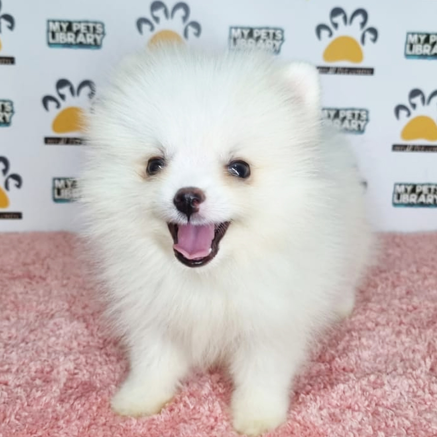 Pomeranian Puppy (Female) For Sale