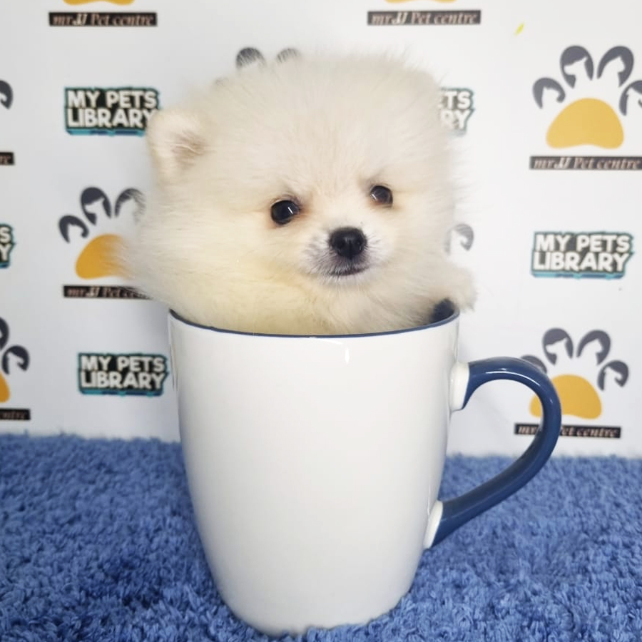 Pomeranian Puppy (Male) For Sale