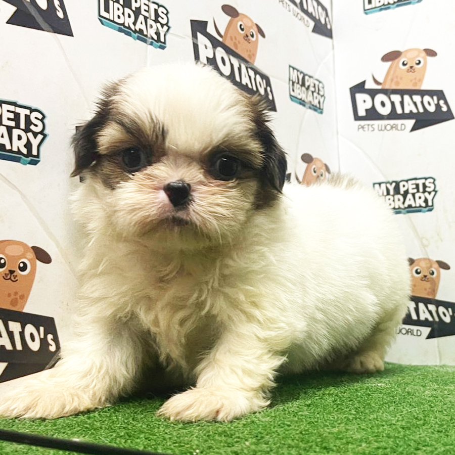 Shih Tzu Puppy (Male) For Sale