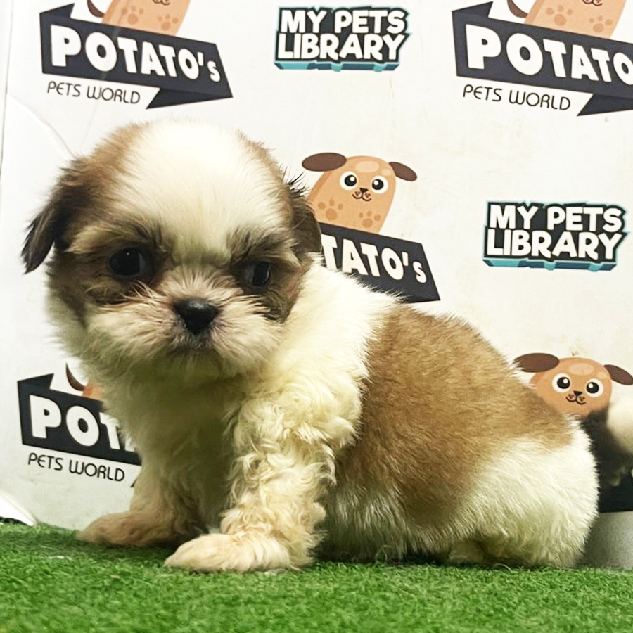 Shih Tzu Puppy (Male) For Sale