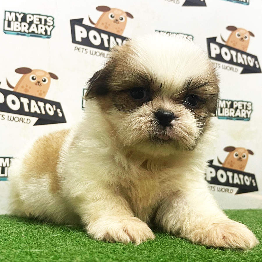 Shih Tzu Puppy (Male) For Sale