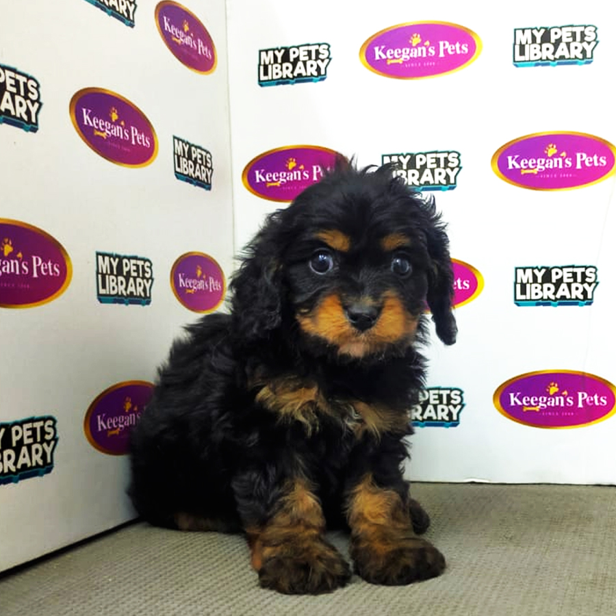CavaPoo Puppy (Male) For Sale