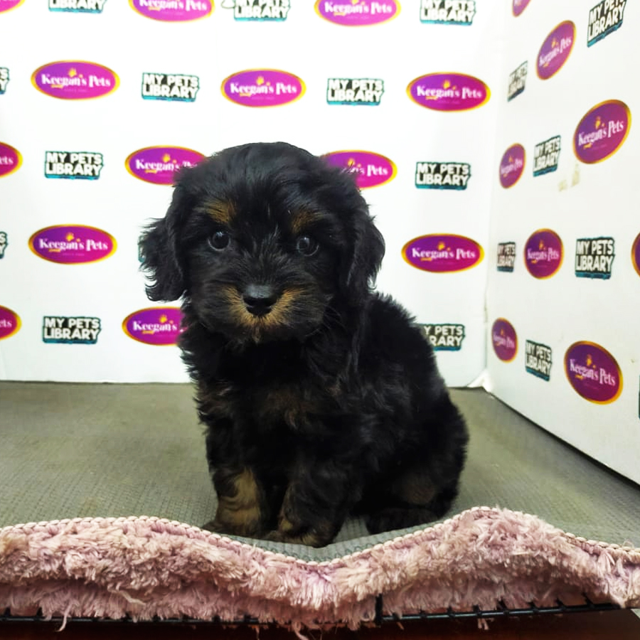 CavaPoo Puppy (Male) For Sale