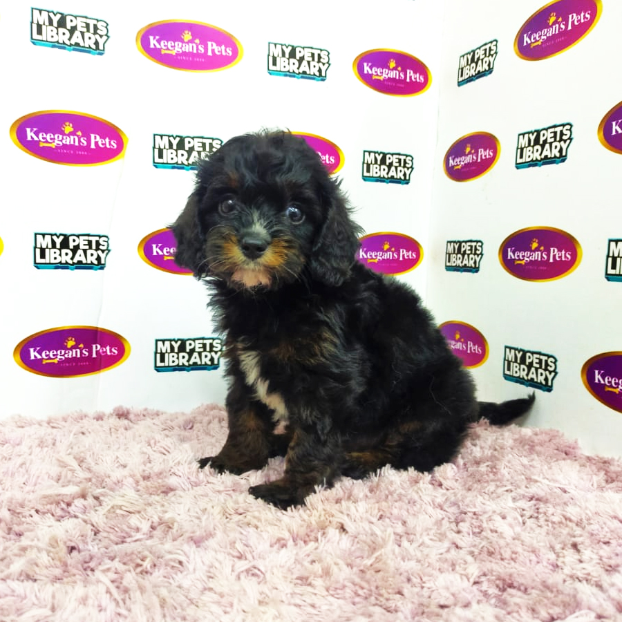 CavaPoo Puppy (Male) For Sale