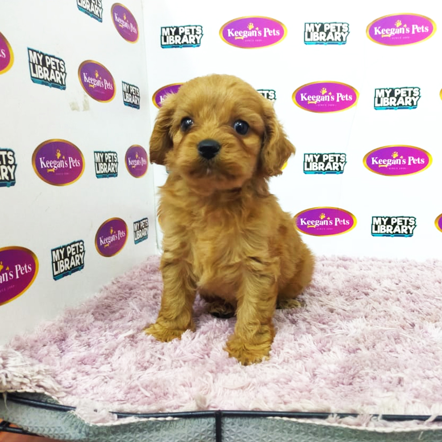 CavaPoo Puppy (Male) For Sale