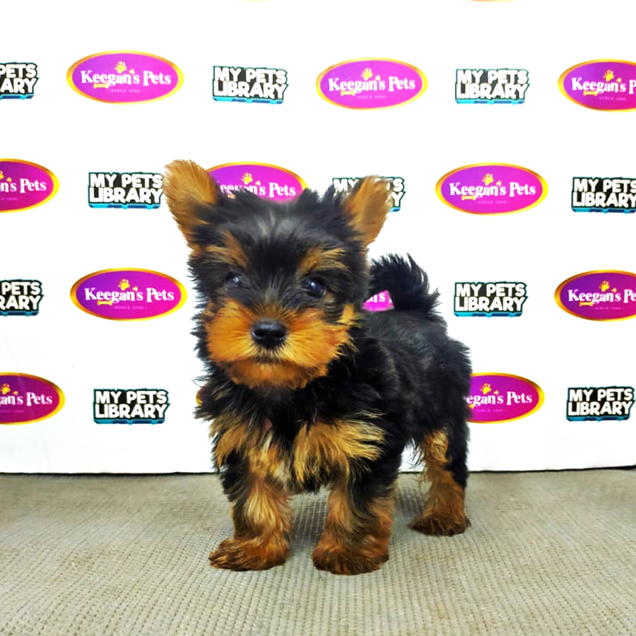 MKA Yorkshire Terrier Puppy (Male) For Sale