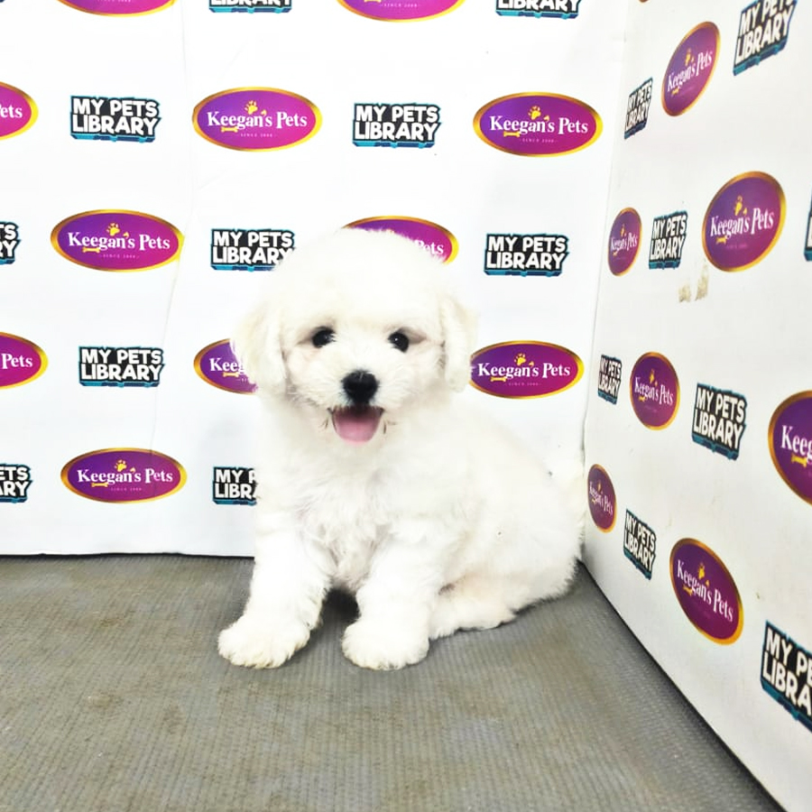 MKA Bichon Puppy (Male) For Sale