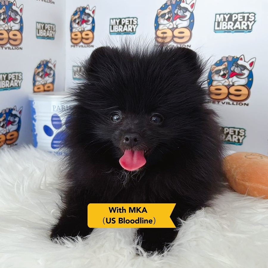 MKA Pomeranian Puppy (Male) For Sale