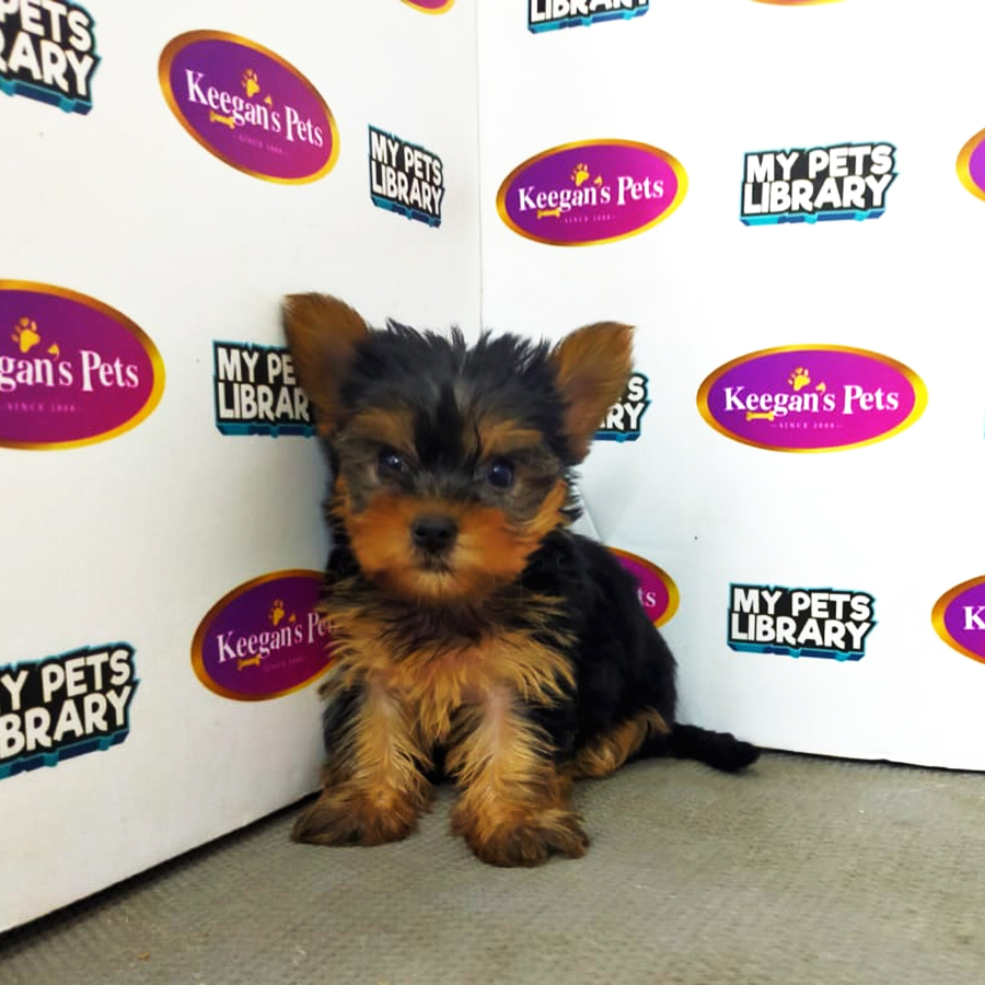 MKA Yorkshire Terrier Puppy (Female) For Sale