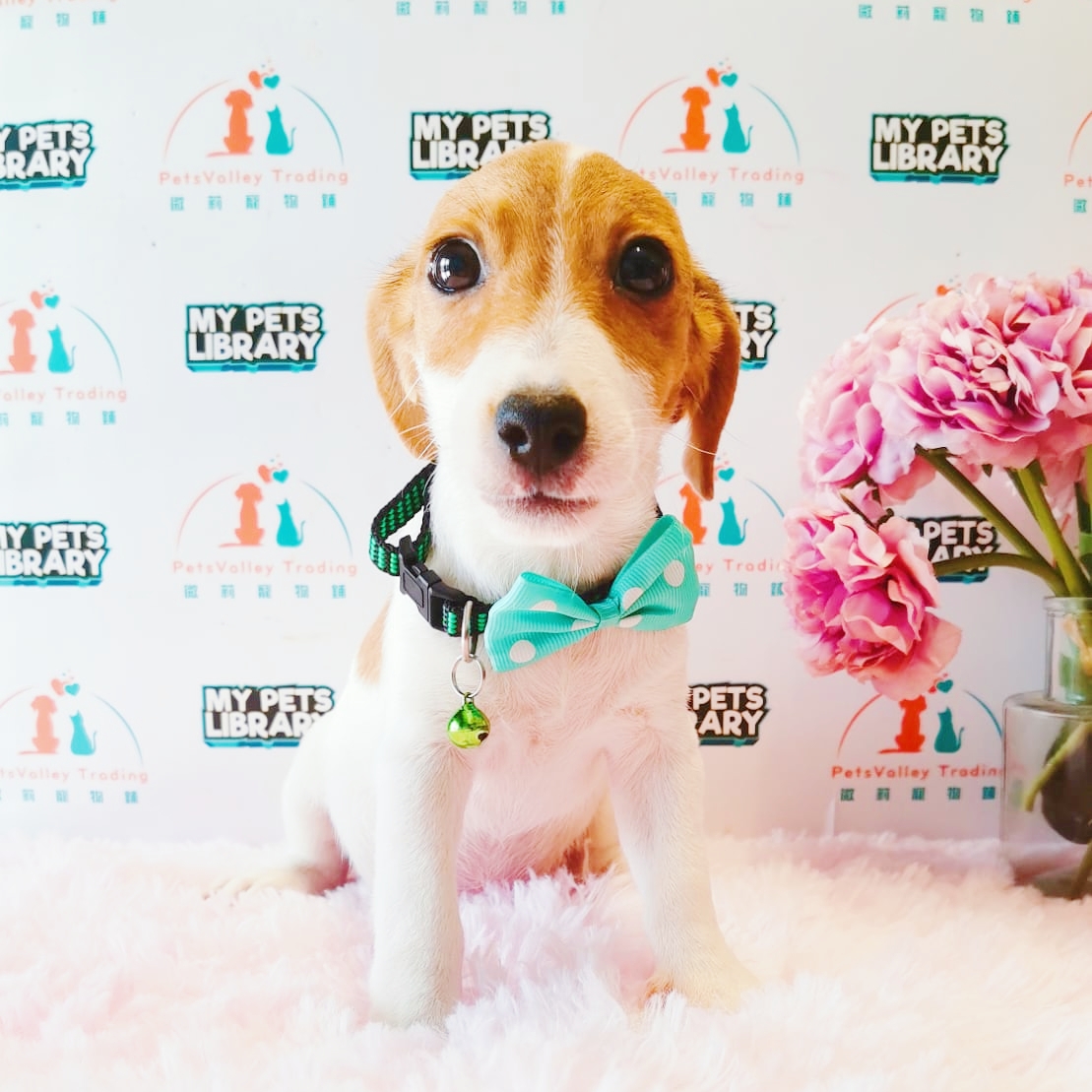 Jack Russell Terrier Puppy (Male) For Sale