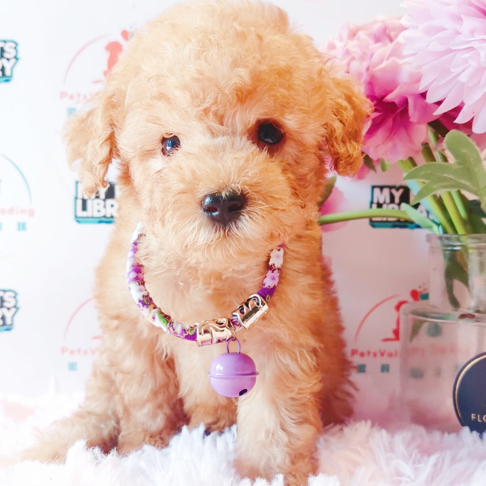 Toy Poodle Puppy (Male) For Sale