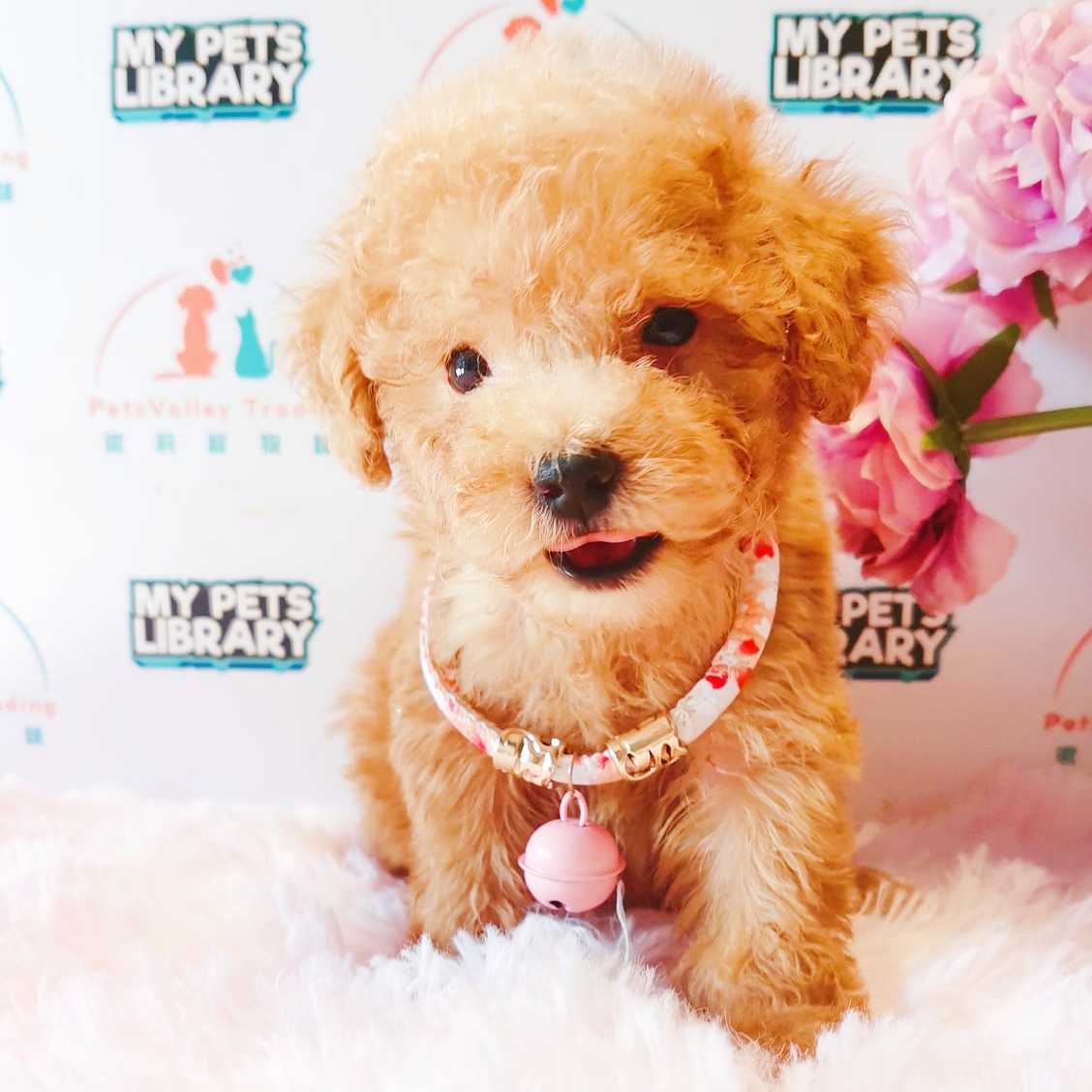 Toy Poodle Puppy (Female) For Sale