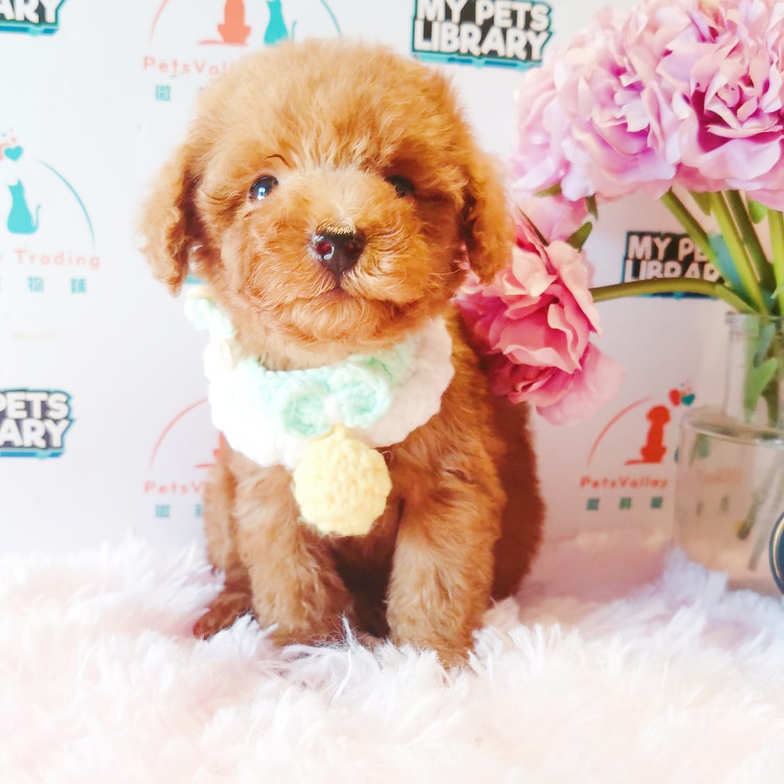 Toy Poodle Puppy (Male) For Sale