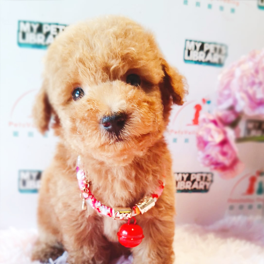 Toy Poodle Puppy (Male) For Sale