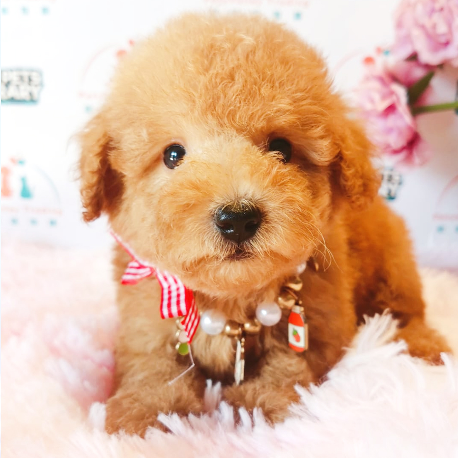 Toy Poodle Puppy (Male) For Sale