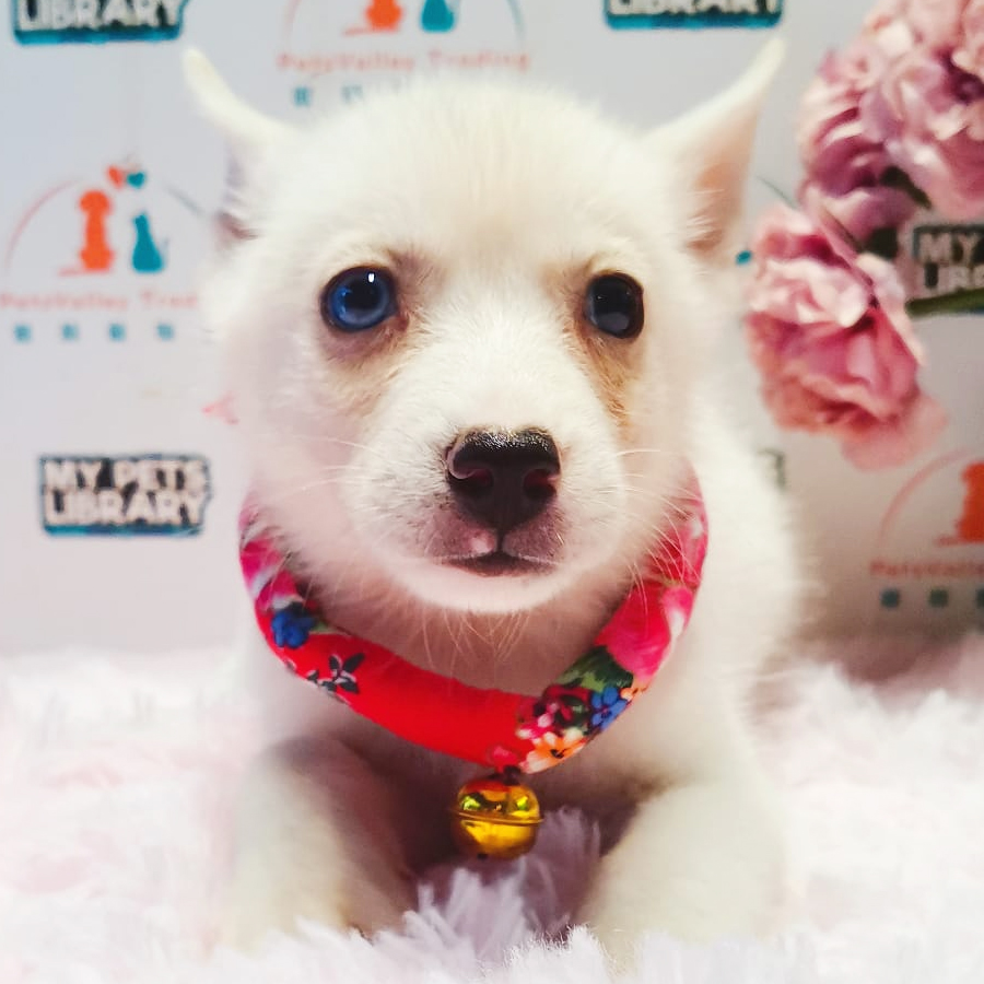 Pomsky Puppy (Male) For Sale