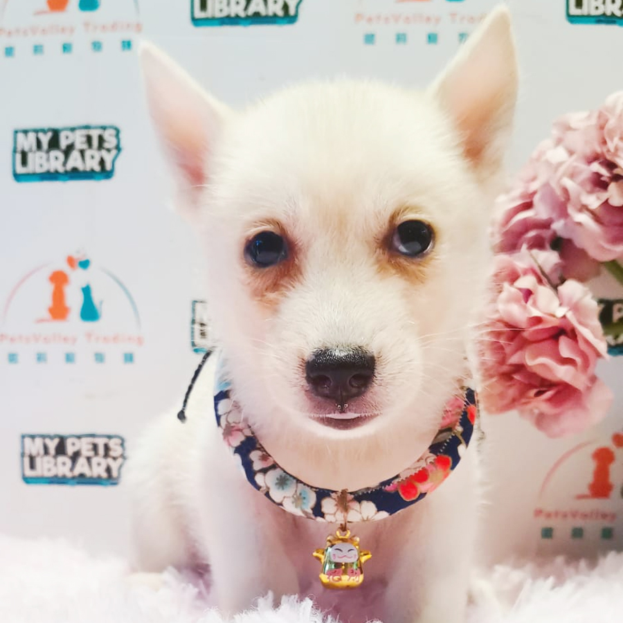 Pomsky Puppy (Male) For Sale