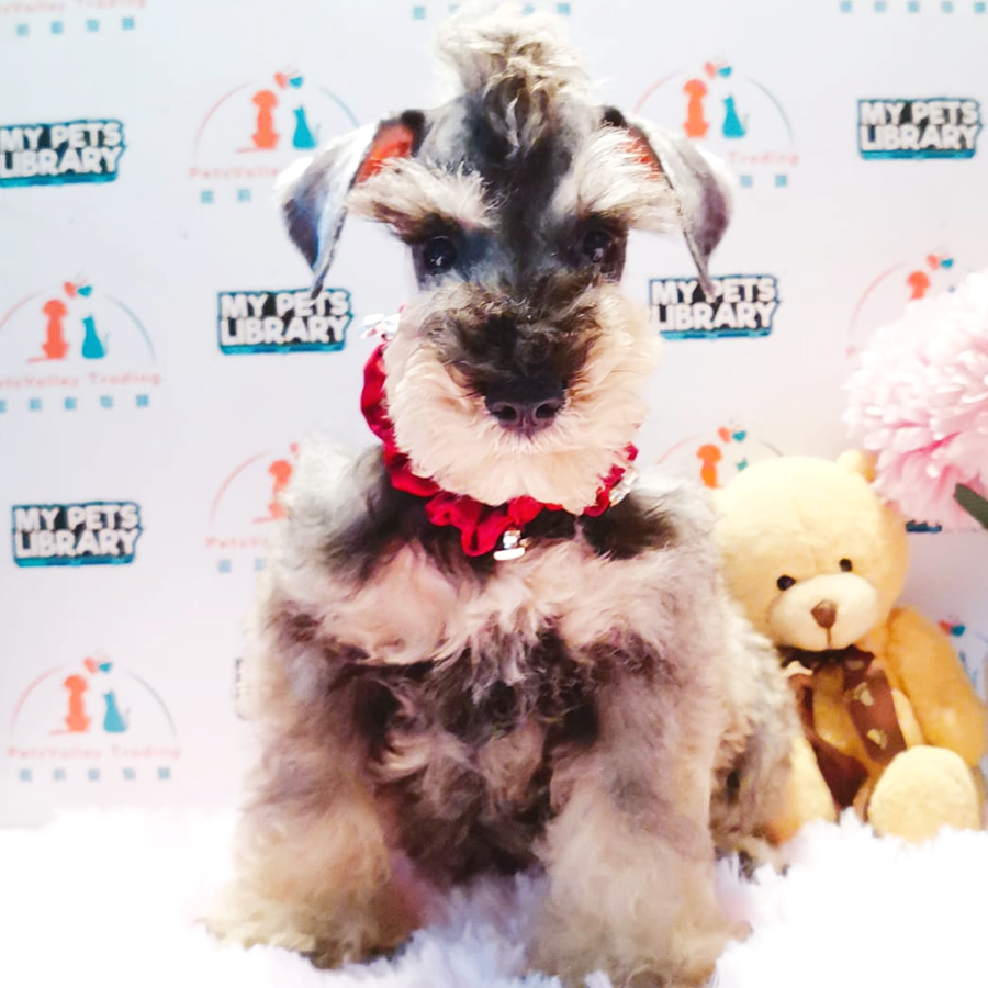 Schnauzer Puppy (Male) For Sale