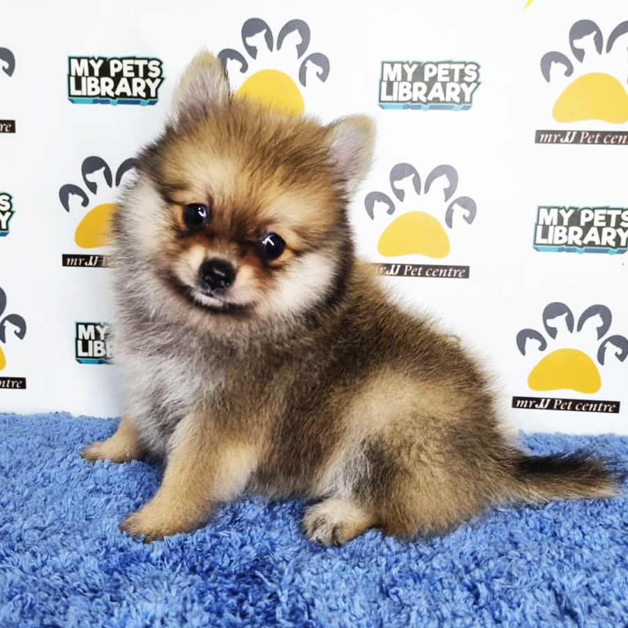 Pomeranian Puppy (Male) For Sale