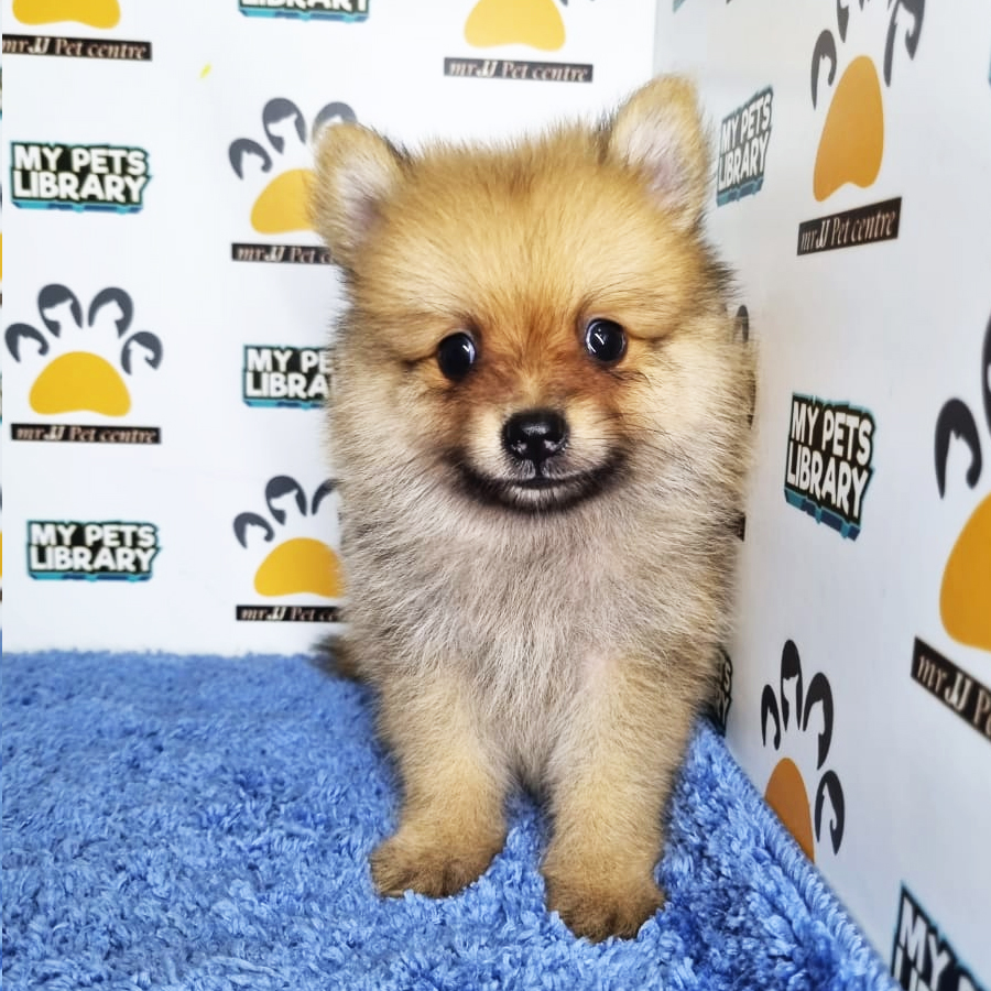 Pomeranian Puppy (Male) For Sale